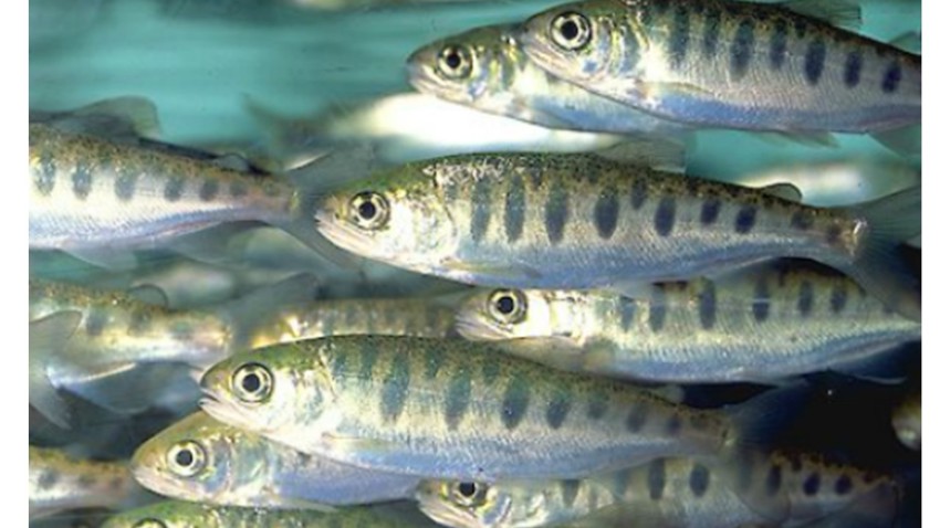 Hjelp til «Smolt kultivering»