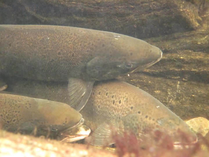 Artikkelbilde til artikkelen Fiskebestand - status 2025